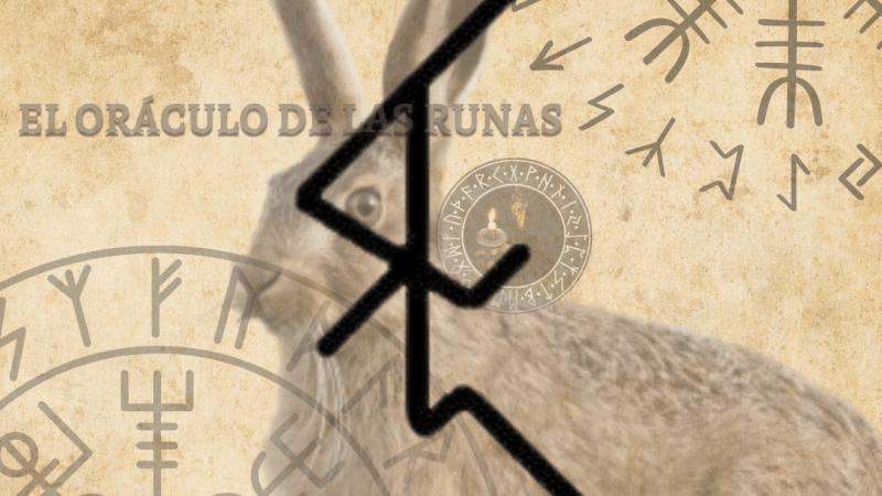Liebre Tótem significado ( ANIMAL DE PODER – AMULETO )